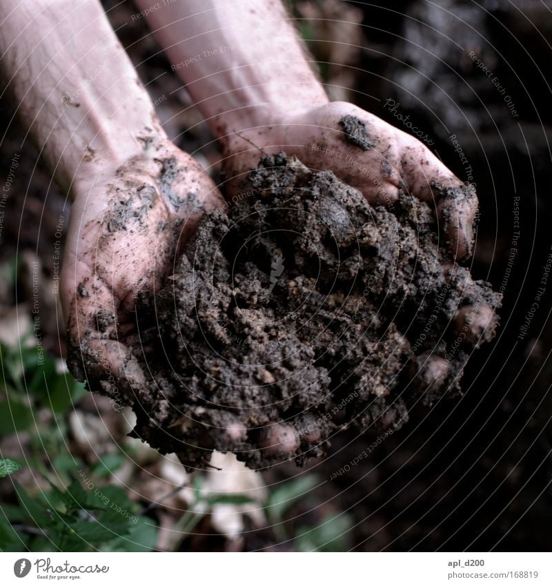 Muttererde Farbfoto Außenaufnahme Detailaufnahme Tag Schwache Tiefenschärfe Zentralperspektive Mensch maskulin Hand 1 Umwelt Natur Erde Pflanze Gras Sträucher