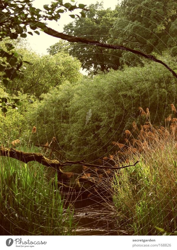 [HH09.3/4] nach fünf im urwald Farbfoto Gedeckte Farben Außenaufnahme Nahaufnahme Menschenleer Starke Tiefenschärfe Zentralperspektive Ferien & Urlaub & Reisen