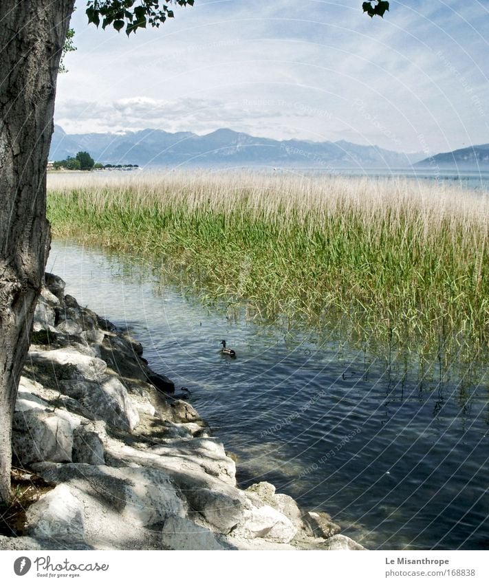 Helden Duck, Geheimnis Duck Farbfoto Außenaufnahme Tag Natur Landschaft Wasser Himmel Wolken Baum See Gardasee Sirmione Italien Hafenstadt Tier Ente 1