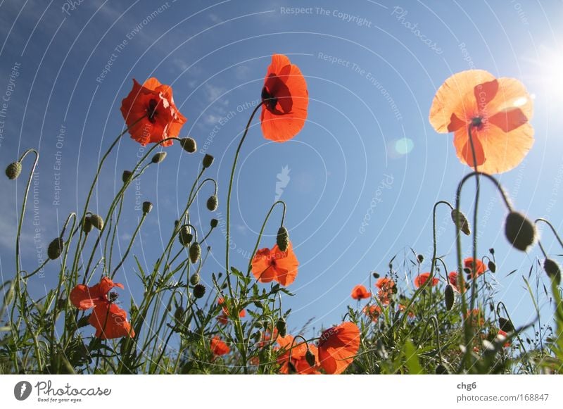 Mohnblumen der Sonne entgegen.... Farbfoto mehrfarbig Außenaufnahme Menschenleer Textfreiraum oben Tag Licht Schatten Kontrast Sonnenlicht Sonnenstrahlen