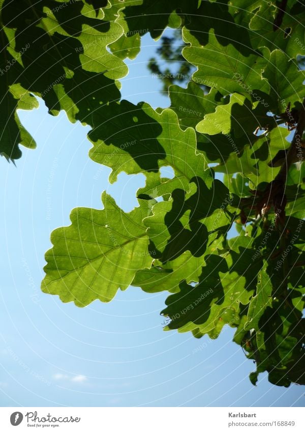 das hängen der blätter während des vorgangs des gehens. Leben Wohlgefühl Sinnesorgane Erholung Sommer Natur Himmel Schönes Wetter Baum Blatt Eiche Eichenblatt