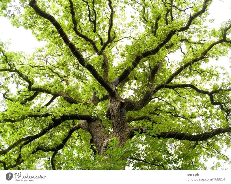 Grünes Labyrinth tree leaves trunk crown of tree Wald Kruste Holz Ast Geäst bark dendritic ancient giant twigs Blatt Botanik pflanzlich flora floral peace