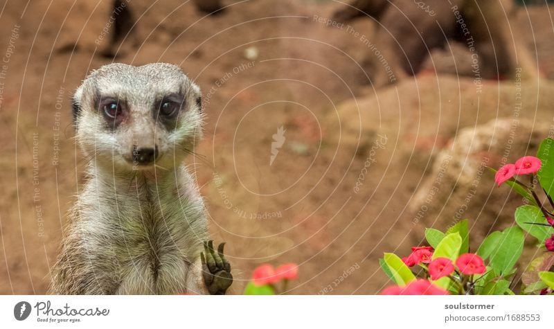 Hi Natur Landschaft Tier Wildtier Tiergesicht 1 warten Sehnsucht gefangen Gefängniszelle Traurigkeit Erdmännchen Pfote Blume Blüte Farbfoto mehrfarbig