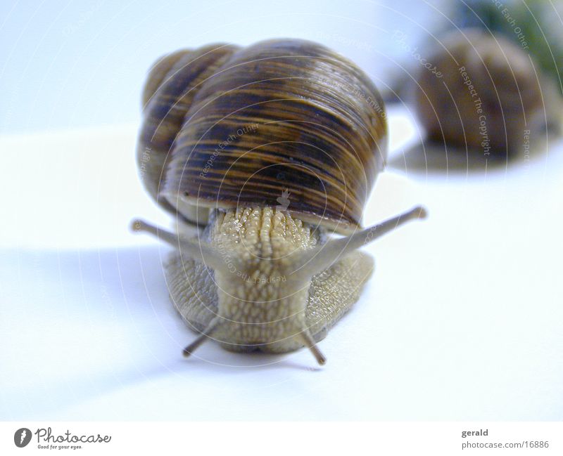 Schnecke Weinbergschnecken Makroaufnahme Fühler