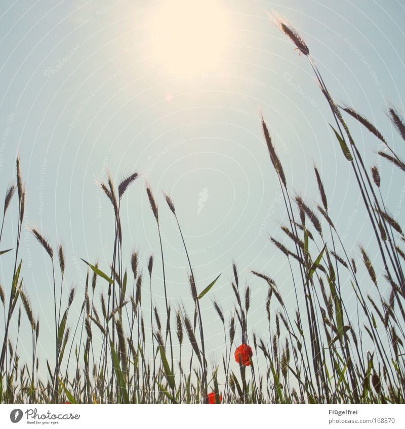 An einem Mohntag im Sommer... III Natur Wolkenloser Himmel Schönes Wetter Pflanze Feld leuchten Wachstum blau Warmherzigkeit Leben Mohnblüte Kornfeld Sonne