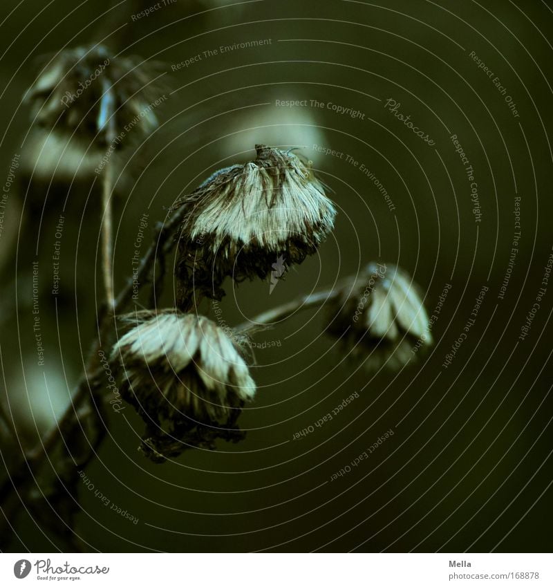 Was vom Sommer übrig bleibt Farbfoto Gedeckte Farben Außenaufnahme Nahaufnahme Menschenleer Textfreiraum oben Textfreiraum unten Tag Abend Dämmerung