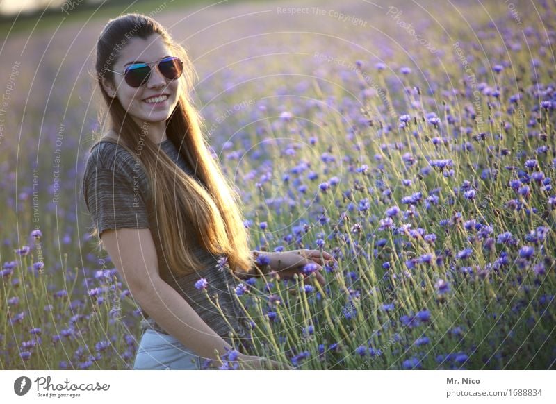 sunny side of life feminin Umwelt Natur Landschaft Sommer Gras Wildpflanze Feld Sonnenbrille brünett langhaarig schön Wärme Schönes Wetter Lächeln Kornblume