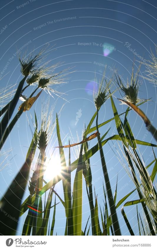 fröstelzitterbibberschniefhust Farbfoto Außenaufnahme Reflexion & Spiegelung Sonnenlicht Sonnenstrahlen Gegenlicht Wolkenloser Himmel Schönes Wetter Gras Korn