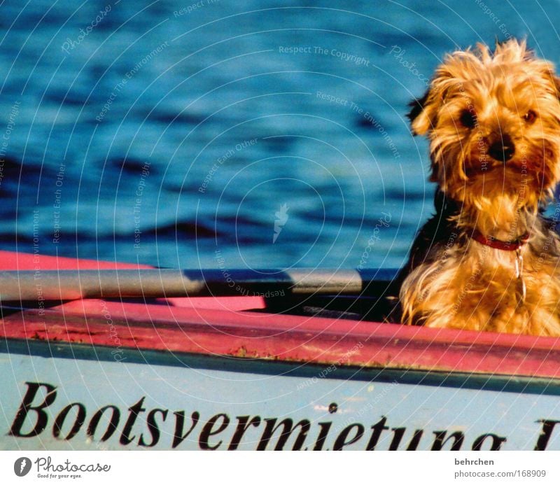 wenn ich groß bin, werd ich kapitän Farbfoto Außenaufnahme Zufriedenheit Sommer Wellen Wasser Schönes Wetter See Fluss Bootsfahrt Ruderboot Wasserfahrzeug Fell