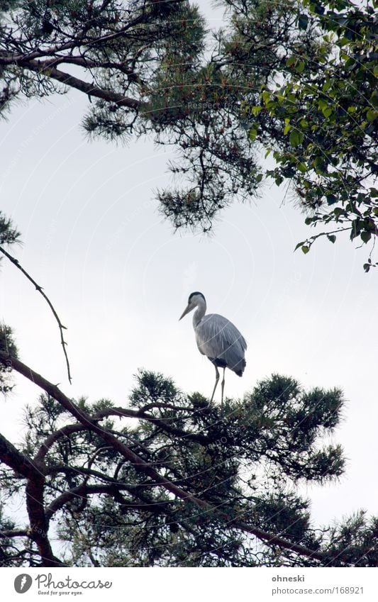 Fischreiher IV Gedeckte Farben Außenaufnahme Tierporträt Natur Himmel Baum Nadelbaum Wildtier Vogel Reiher Graureiher 1 fliegen Blick stehen warten elegant