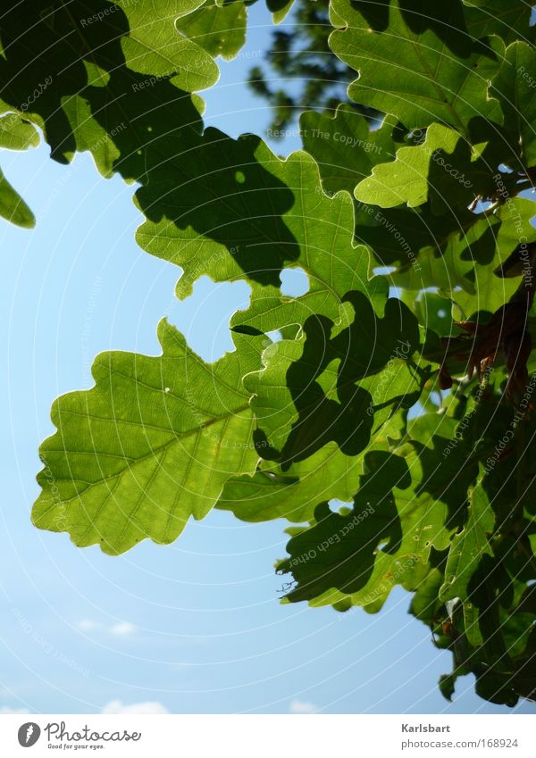 joseph. freiherr von eichendorff. Design Gesundheit Leben Gartenarbeit Umwelt Natur Pflanze Himmel Sonnenlicht Schönes Wetter Baum Blatt Eiche Eichenblatt