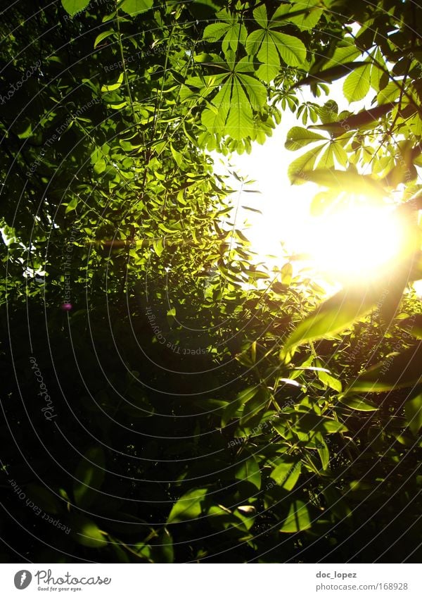 Märchenländle Farbfoto Außenaufnahme abstrakt Muster Strukturen & Formen Menschenleer Abend Dämmerung Licht Sonnenlicht Sonnenstrahlen Gegenlicht Umwelt Natur