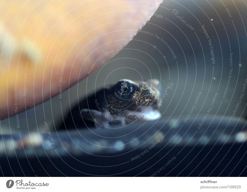 Zunge rein! Farbfoto Makroaufnahme Froschperspektive Wasser Moor Sumpf Teich Tier Aquarium 1 Stein niedlich rebellisch Kaulquappe winzig frech rund überrollen