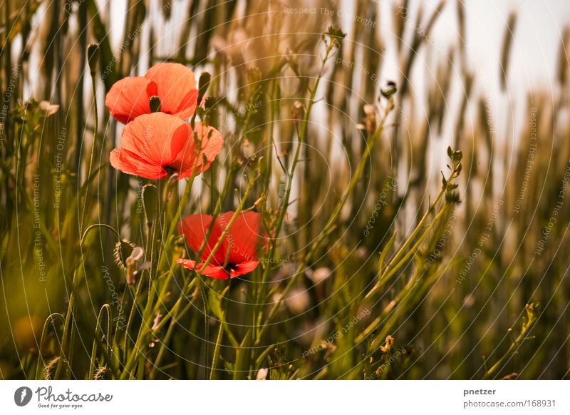 Mohn Farbfoto Außenaufnahme Tag Sonnenlicht Schwache Tiefenschärfe Froschperspektive Natur Pflanze Frühling Blume Gras Sträucher Blüte Grünpflanze Park Feld