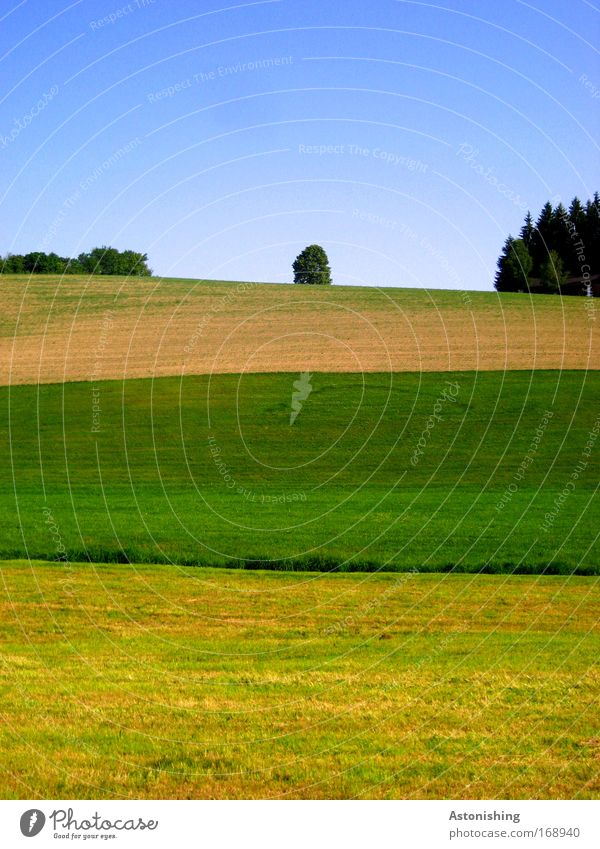 gestreift Umwelt Natur Landschaft Himmel Sommer Schönes Wetter Pflanze Baum Gras Wiese Feld Wald Hügel Wachstum blau braun mehrfarbig gelb grün Streifen