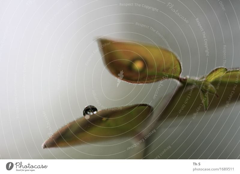 Tropfen Natur Pflanze Frühling Sommer Regen Blatt ästhetisch authentisch einfach elegant frisch nass natürlich grau grün Gelassenheit geduldig ruhig einzigartig