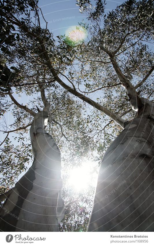 MITTENDURCH Farbfoto Außenaufnahme Menschenleer Tag Sonnenlicht Sonnenstrahlen Gegenlicht Froschperspektive Natur Himmel Sommer Schönes Wetter Baum gigantisch