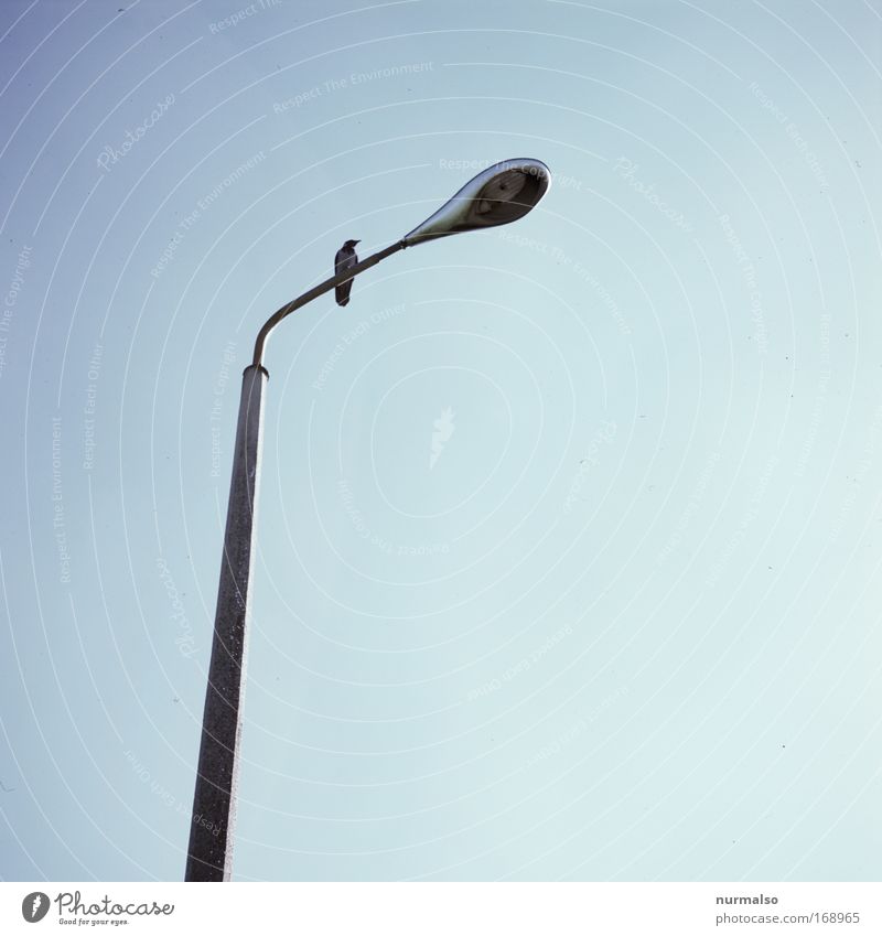 mit Rabe, ohne Birne. Farbfoto Morgen fliegen Lampe Umwelt Pflanze Tier Himmel Wolkenloser Himmel Sommer Kleinstadt Straßenverkehr Laterne Landebahn Wildtier