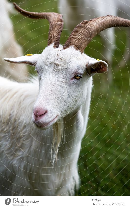 gehörnte weiße Milchziege auf der Weide. Tierportrait Ziege Tierporträt Wiese Nutztier Tiergesicht artgerecht Ziegenbart Hörner beobachten Blick Freundlichkeit