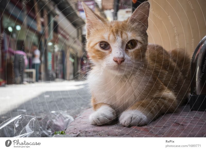 Istanbul streetcat Sightseeing Städtereise Umwelt Stadt Stadtzentrum Altstadt Fußgängerzone Haus Basar Verkehrswege Straße Wege & Pfade Tier Haustier Wildtier