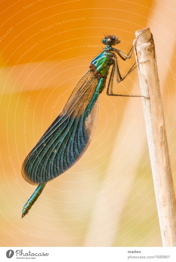 Blauflügelpracht Sommer Tier Wildtier 1 sitzen blau gelb grün orange Sonnenbad Ast Blauflügel-Prachtlibelle Libelle Farbfoto mehrfarbig Außenaufnahme