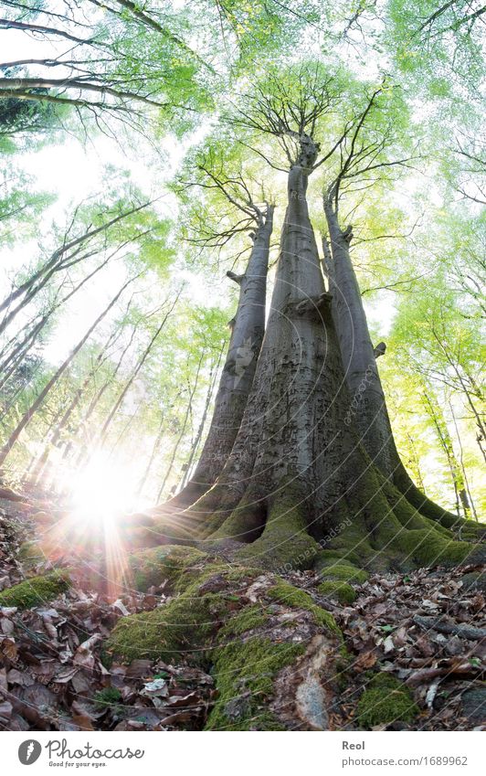 Sommerwald Umwelt Natur Landschaft Pflanze Sonne Sonnenaufgang Sonnenuntergang Sonnenlicht Schönes Wetter Baum Grünpflanze Wildpflanze Blatt Laubbaum