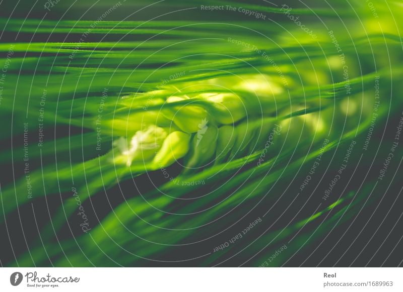 Ähre Ernährung Natur Pflanze Sonnenlicht Frühling Sommer Schönes Wetter Nutzpflanze Getreide Kornfeld Ähren Gerste Gerstenähre Feld dunkel grün Lebensmittel