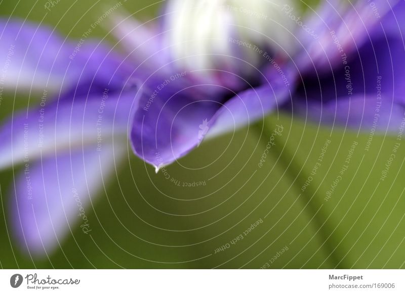 Clematis Farbfoto mehrfarbig Außenaufnahme Nahaufnahme Makroaufnahme Experiment Menschenleer Textfreiraum unten Tag Licht Unschärfe Zentralperspektive Pflanze