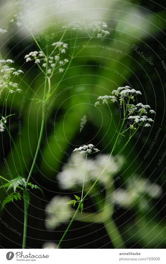 filigranes Pflanzenwerk Farbfoto Außenaufnahme Nahaufnahme Tag Schwache Tiefenschärfe Natur Frühling Sommer Blume Blüte Wildpflanze Park Wiese Feld ästhetisch