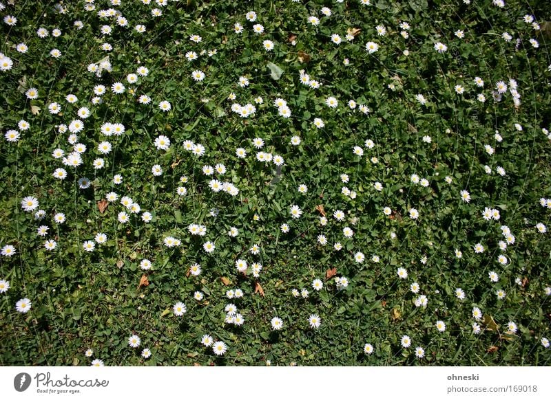 Sonnenblumen Farbfoto Sonnenlicht Vogelperspektive Natur Schönes Wetter Blume Blüte Gänseblümchen Garten Wiese natürlich gelb grün weiß Optimismus Leben Muster