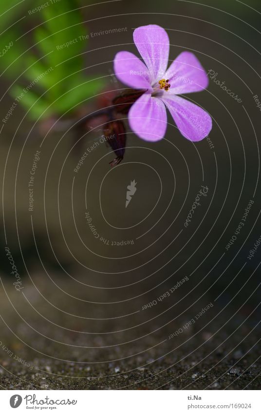 am Abgrund Farbfoto Außenaufnahme Tag Umwelt Natur Landschaft Pflanze Tier Erde Frühling Blume Blüte Wildpflanze Storchschnabel Storchschnabelgewächse Park