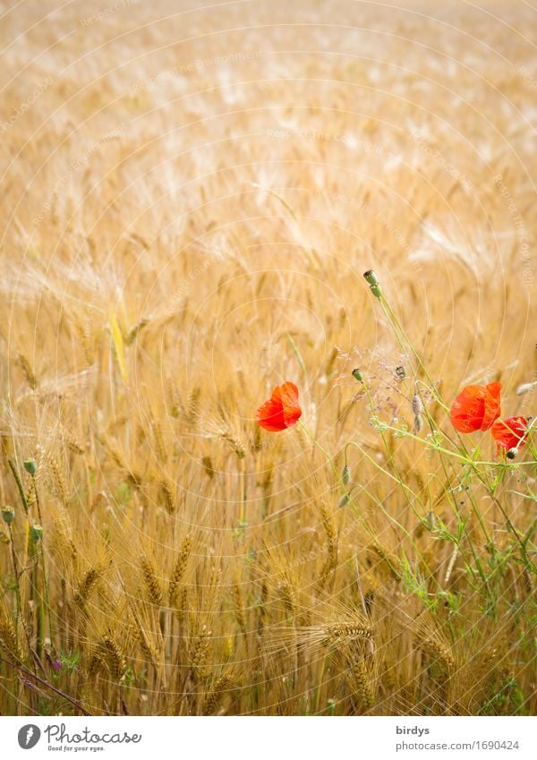 kein Bett im Kornfeld Getreide Gerstenfeld Landwirtschaft Forstwirtschaft Sommer Schönes Wetter Wind Blume Blüte Nutzpflanze Klatschmohn Feld Bewegung Blühend