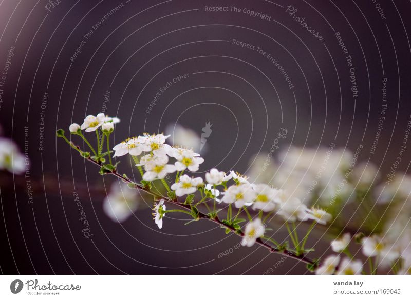 Zart Farbfoto Außenaufnahme Menschenleer Textfreiraum links Textfreiraum unten Unschärfe Schwache Tiefenschärfe Umwelt Natur Pflanze Blume Sträucher Blüte schön