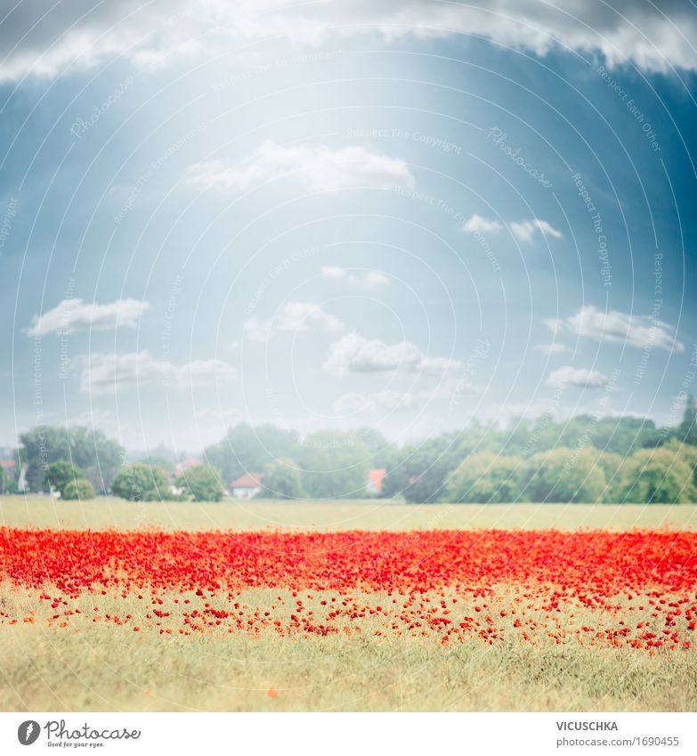 Landschaft mit Mohnblumen Feld Design Sommer Natur Pflanze Himmel Sonnenlicht Schönes Wetter Blume Wiese Blühend Hintergrundbild Deutschland Mohnfeld Dorf