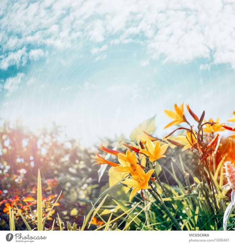 Gelbe Blumen im Garten oder Park am Himmel Hintergrund Lifestyle Design Sommer Natur Landschaft Pflanze Sonnenlicht Herbst Schönes Wetter Gras Sträucher Blatt