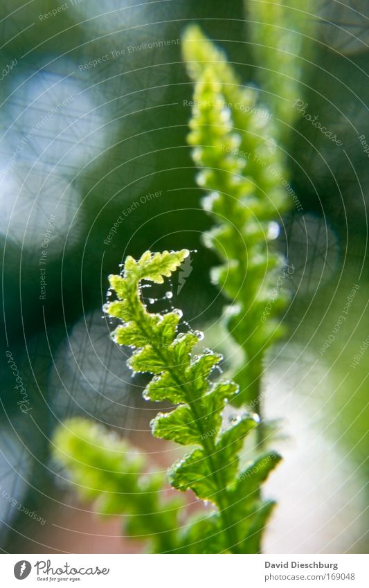 Great mother nature Farbfoto Außenaufnahme Nahaufnahme Detailaufnahme Makroaufnahme Tag Kontrast Sonnenlicht Umwelt Natur Pflanze Frühling Sommer Grünpflanze