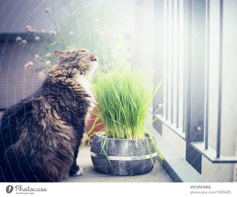 Katzengras essen Stil Design Leben Sommer Häusliches Leben Natur Balkon Terrasse Tier Haustier 1 Gras Kübel Balkonpflanze Balkondekoration Essen Futter Farbfoto