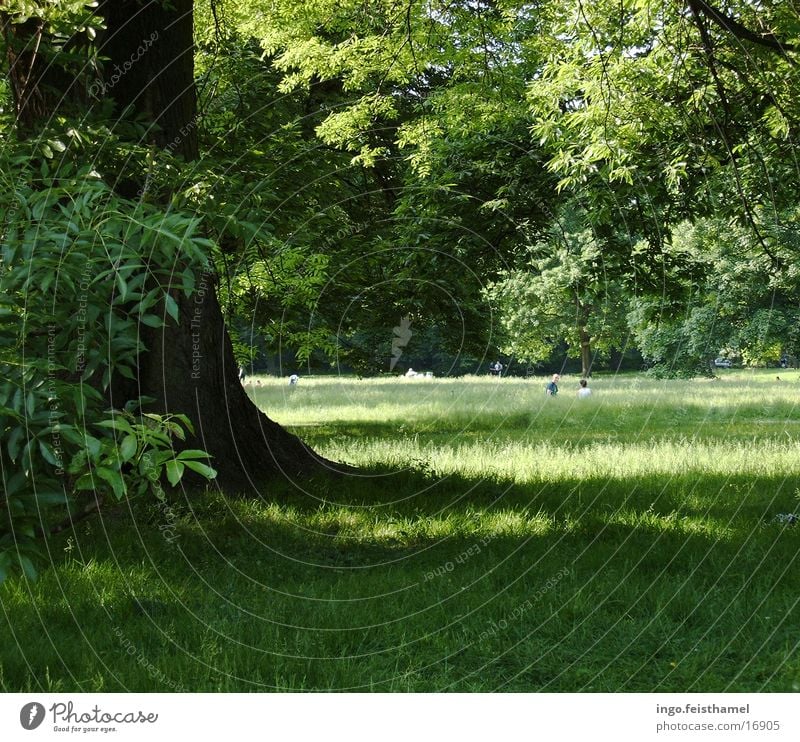 Baum Wiese grün Park