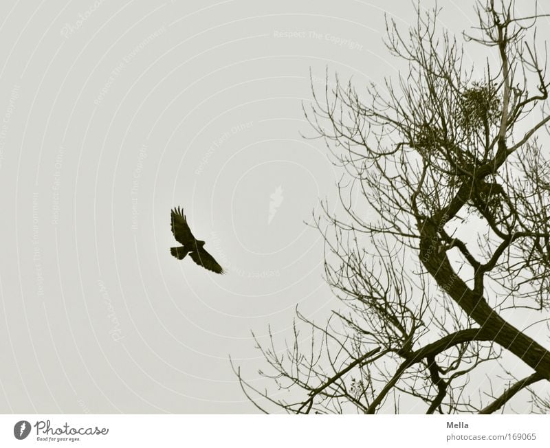 Poem Umwelt Natur Pflanze Tier Himmel Herbst Winter Baum Wildpflanze Ast Baumkrone Wildtier Vogel Flügel Bussard Mäusebussard Greifvogel 1 fliegen dunkel frei