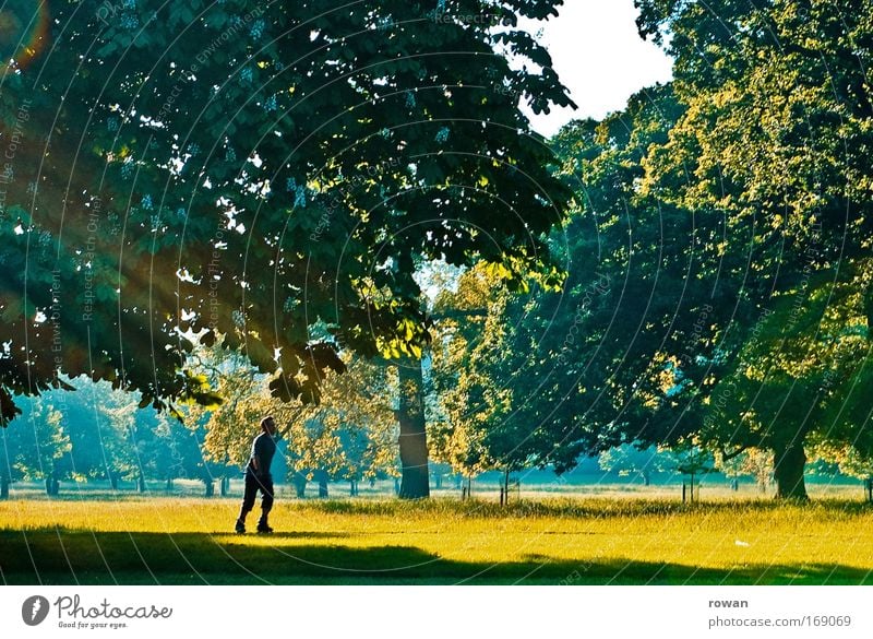 entstressen Farbfoto Außenaufnahme Tag Sonnenlicht Sonnenstrahlen Inline skates Inline Skating Mensch maskulin Mann Erwachsene 1 Natur Landschaft Sommer