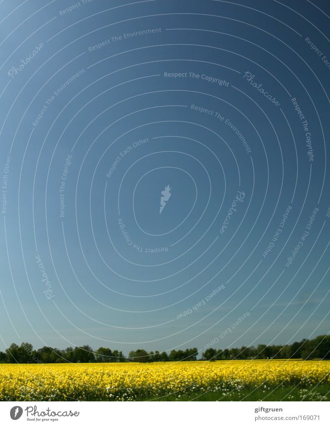 quergestreift Farbfoto Außenaufnahme Menschenleer Textfreiraum oben Textfreiraum Mitte Tag Umwelt Natur Landschaft Himmel Wolkenloser Himmel Schönes Wetter Feld