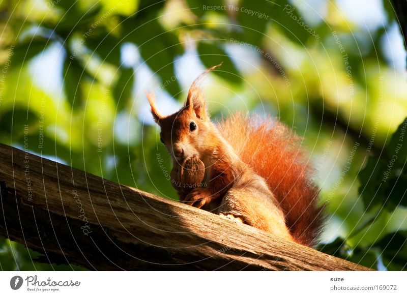 Futterneid Umwelt Natur Landschaft Pflanze Tier Baum Blatt Wildtier Eichhörnchen Nagetiere Walnuss Nuss Fell 1 Fressen füttern niedlich rot Vertrauen Tierliebe