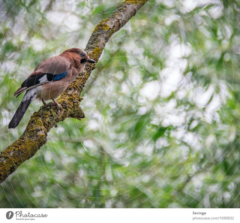 Farbtupfel Natur Pflanze Tier Baum Garten Park Wald Wildtier Vogel Tiergesicht Flügel Krallen Fährte 1 fliegen Eichelhäher Farbfoto mehrfarbig Außenaufnahme