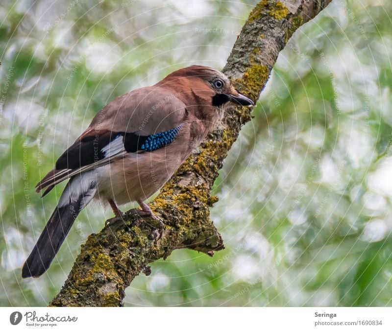 EICHELHÄHER Baum Tier Wildtier Vogel Tiergesicht Flügel Krallen 1 fliegen Eichelhäher Farbfoto mehrfarbig Außenaufnahme Nahaufnahme Detailaufnahme Menschenleer