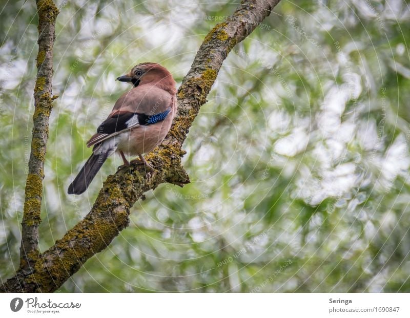 In die andere Richtung schauen u. abwarten was passiert Umwelt Natur Landschaft Pflanze Baum Garten Park Wald Tier Wildtier Vogel Tiergesicht Flügel Krallen