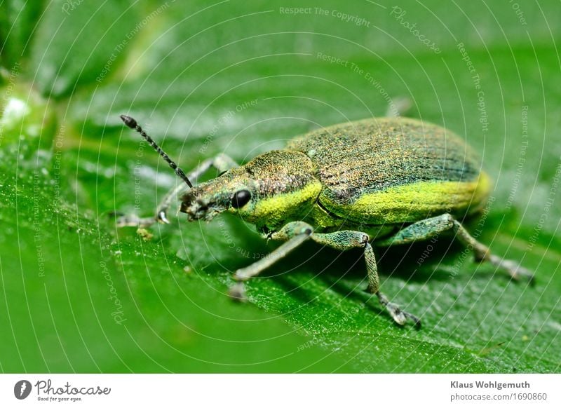 Dickes Ding Umwelt Natur Tier Frühling Sommer Grünpflanze Wiese Wald Wildtier Käfer Flügel Schuppen Gelber Rüsselkäfer 1 krabbeln sitzen gelb grün schwarz