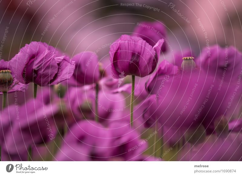 M O H N - feld Mohn elegant Stil Natur Pflanze Sommer Schönes Wetter Blatt Blüte Wildpflanze Mohnfeld Mohnblüte Klatschmohn Mohnkapsel Blütenstiel Feld Farbe