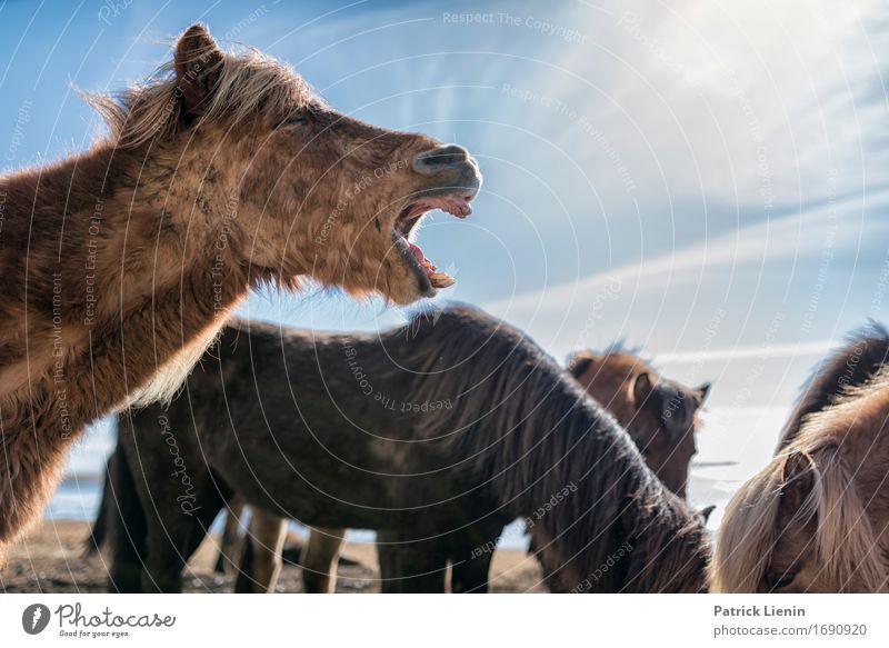 Wild Horses schön Leben Ferien & Urlaub & Reisen Umwelt Natur Landschaft Tier Erde Nutztier Pferd Tiergruppe natürlich niedlich wild Erfolg Kraft Willensstärke