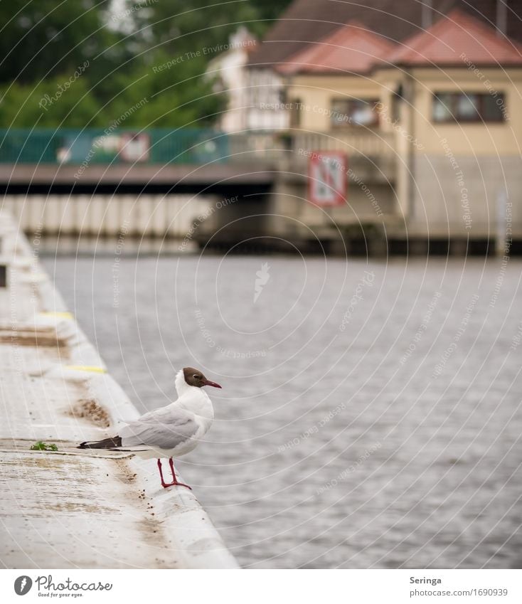 Warten auf das nächste Schiff Küste Seeufer Flussufer Bach Tier Wildtier Vogel Tiergesicht Flügel Krallen 1 fliegen Möwenvögel Möwendreck Farbfoto mehrfarbig