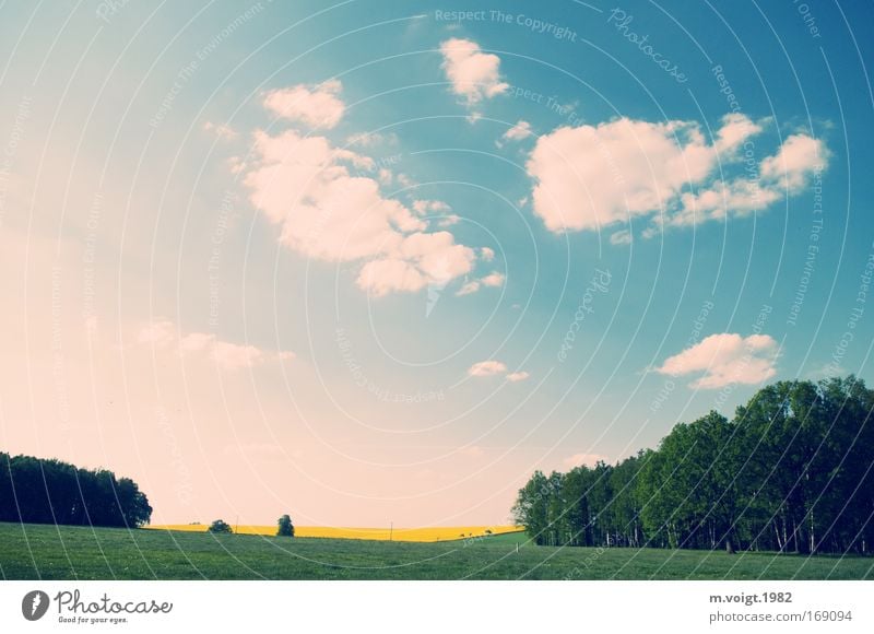 Schön ist's daheim Farbfoto mehrfarbig Außenaufnahme Menschenleer Tag Natur Himmel Wolken Horizont Frühling Schönes Wetter Baum Gras Rapsfeld Wiese Feld Wald